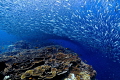   Sardine run  